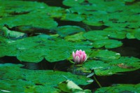 /album/fotogaleria-inicio/guiverny-loto-2-jpg/